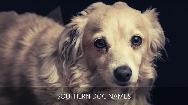 Ultimate List of the Top 500+ Country Dog Names - Southern, Western ...