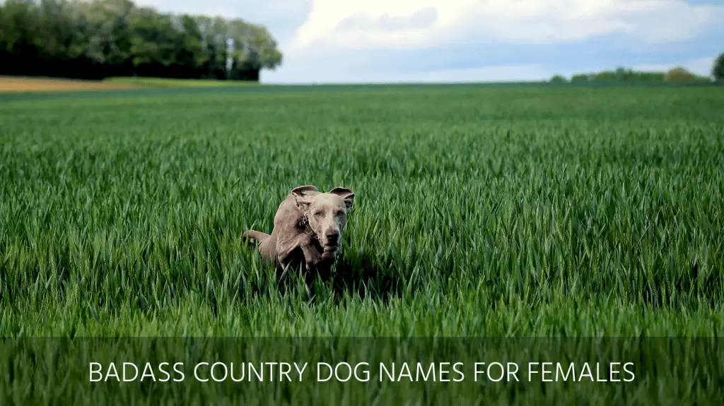 country dog names