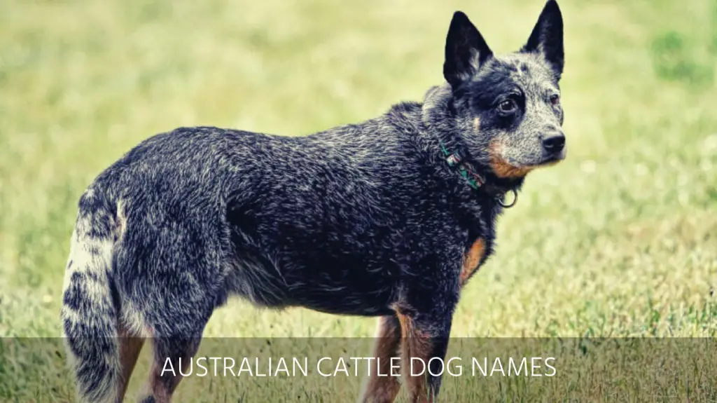 Ultimate List Of The Top 225 Australian Dog Names Aboriginal Cattle And Shepherd Puppy Name Ideas