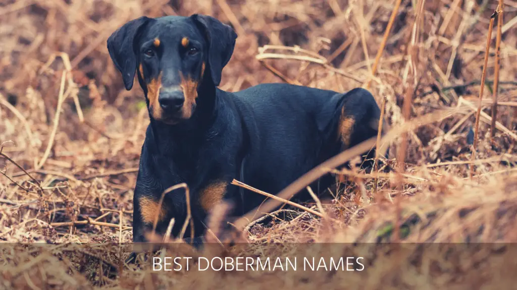 unique doberman names