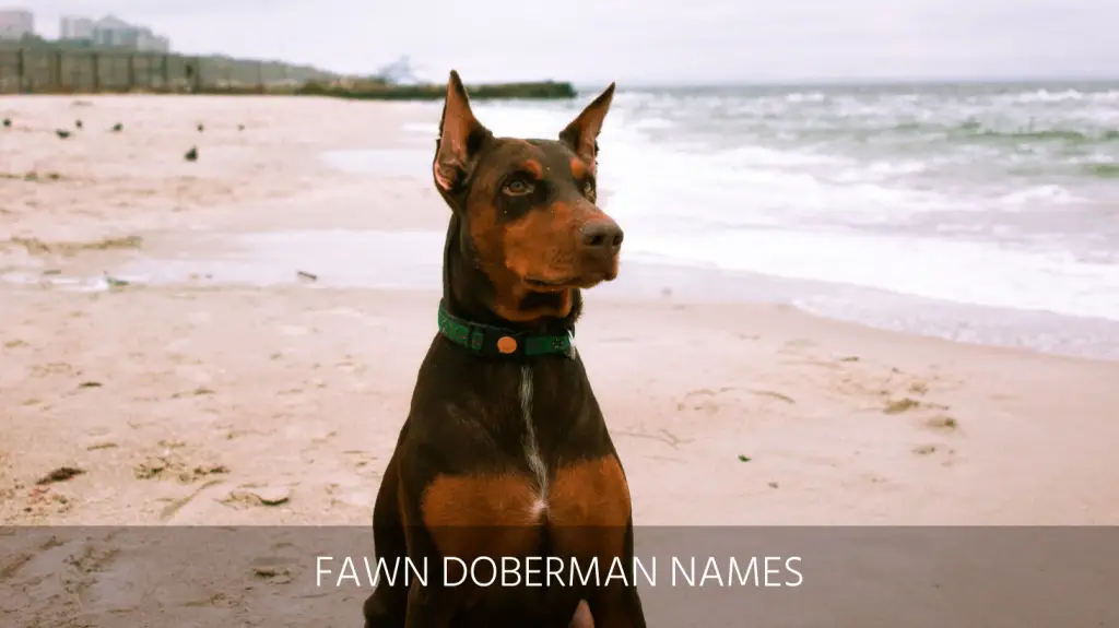 best doberman names