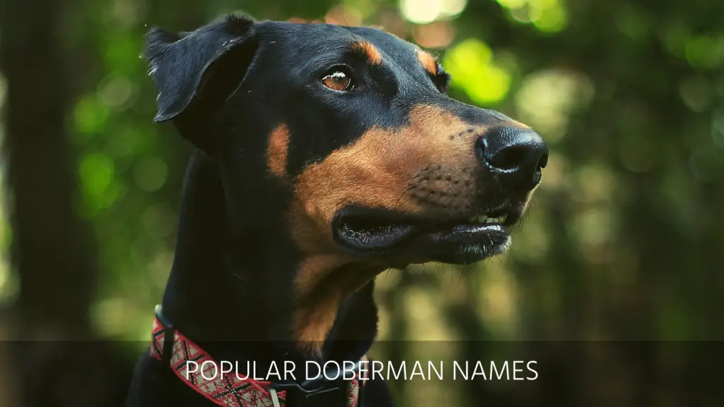 best doberman names