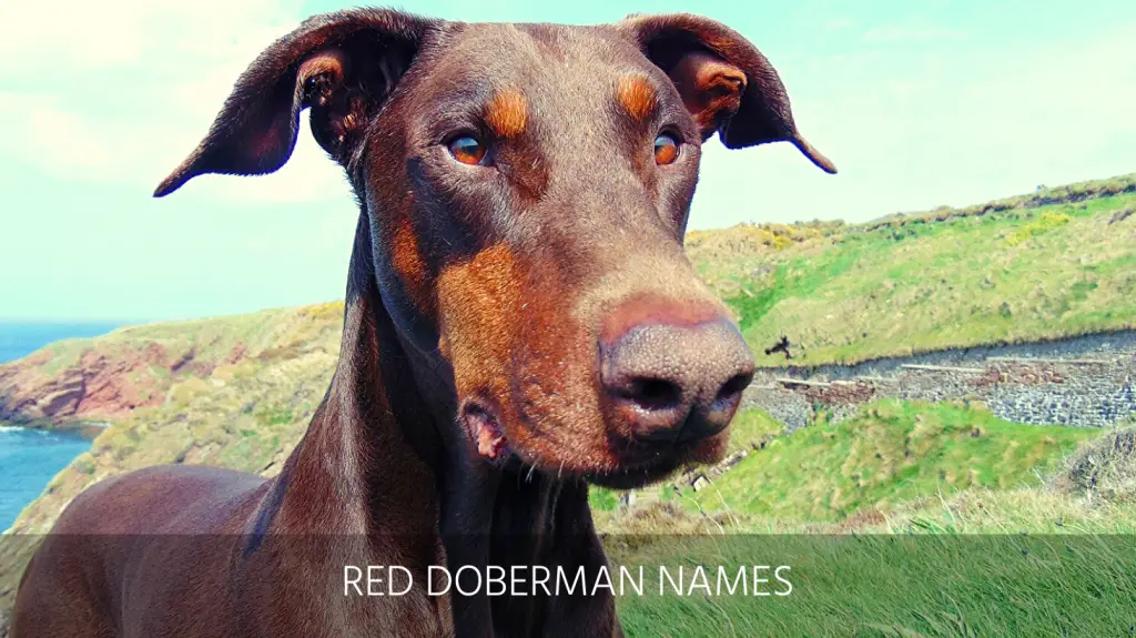 Red doberman hot sale names