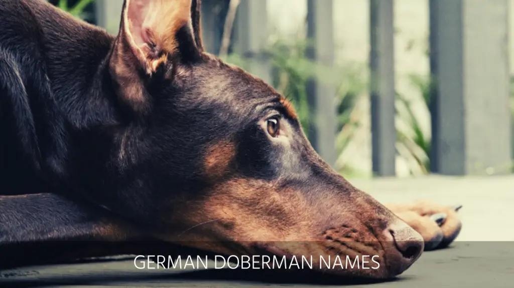 best male doberman names