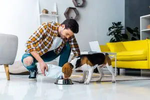 best dog food brands