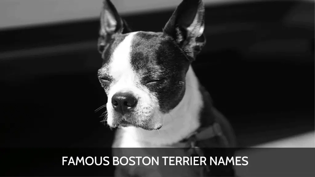 Ultimate List of the Top 700+ Boston Terrier Dog Names