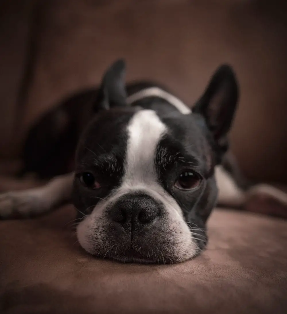 Ultimate List of the Top 700+ Boston Terrier Dog Names