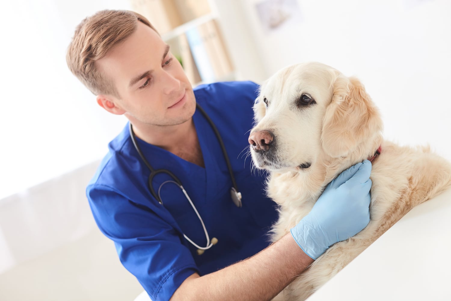 Canine Coronavirus: How To Protect Your Dog Against COVID-19 Virus