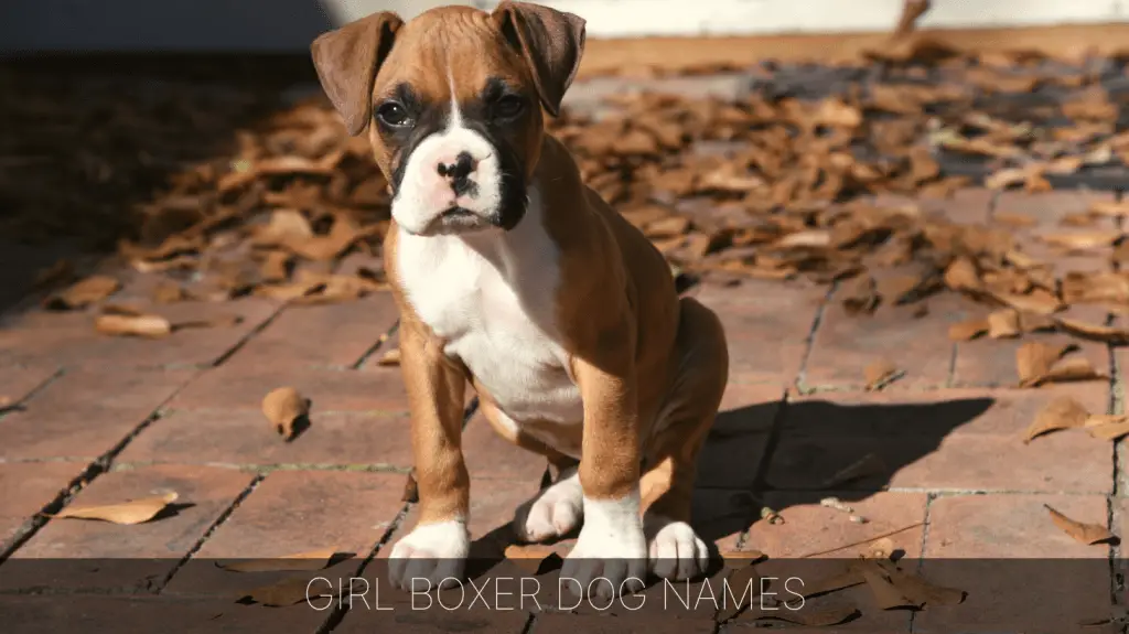 famous boxer dogs