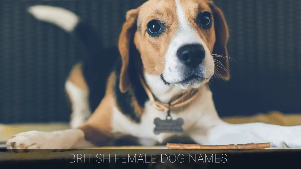 British 2024 dog names