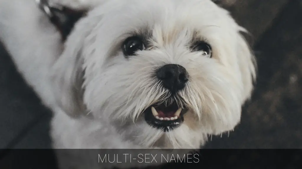 Ultimate List Of The Top 350 Unisex Dog Names Cute Androgynous Gender Neutral Dog Name Ideas The Doggypedia