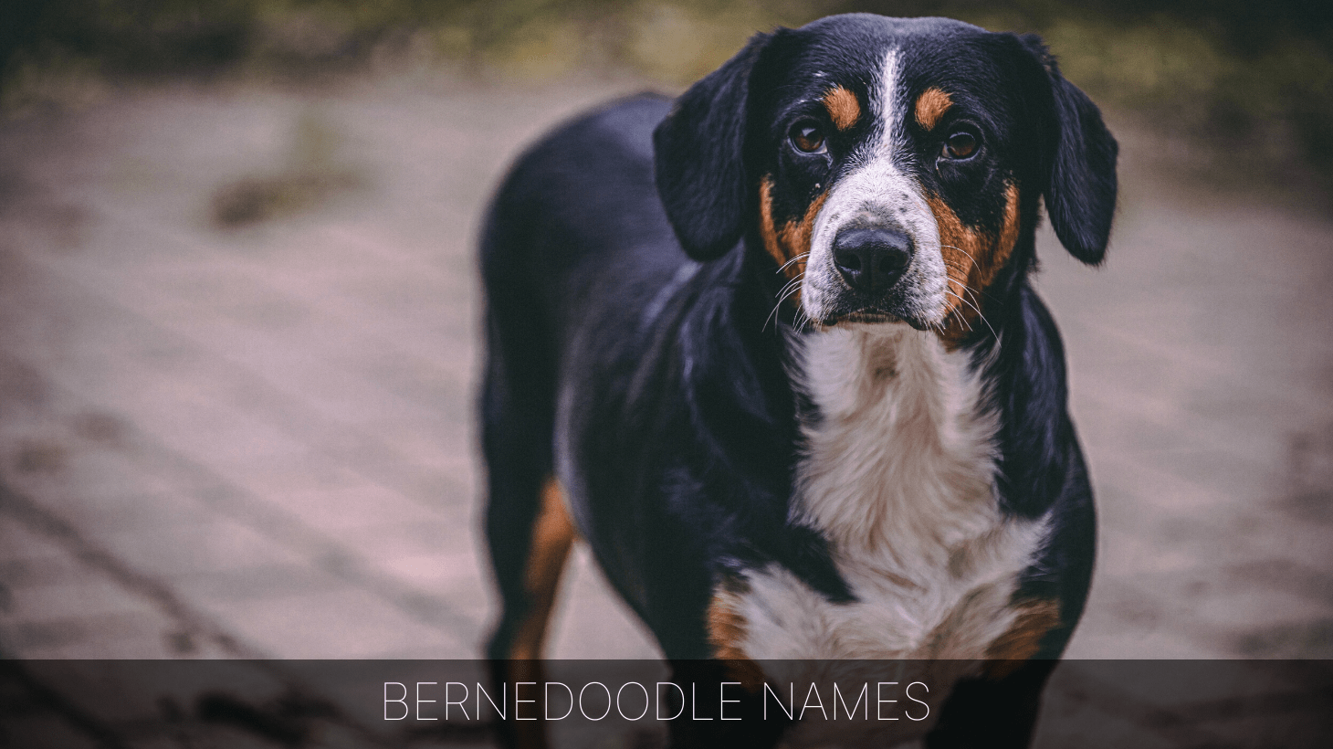 ultimate-list-of-the-top-500-bernese-mountain-dog-names-swiss