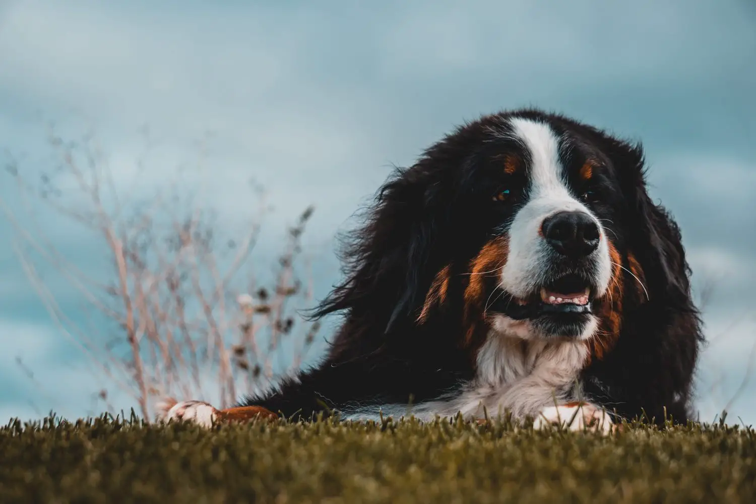 Ultimate List of the Top 500+ Bernese Mountain Dog Names