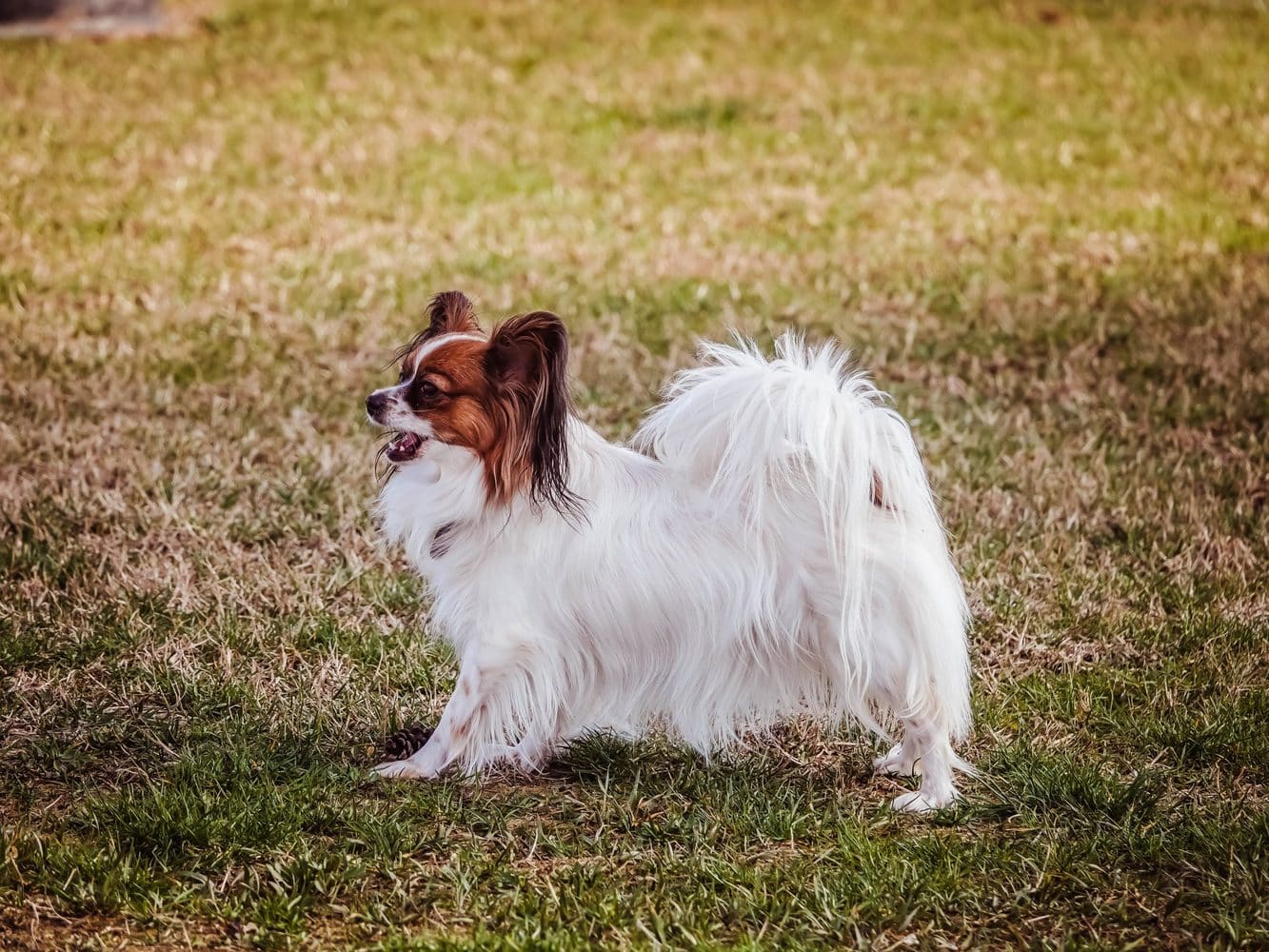 British sales dog names