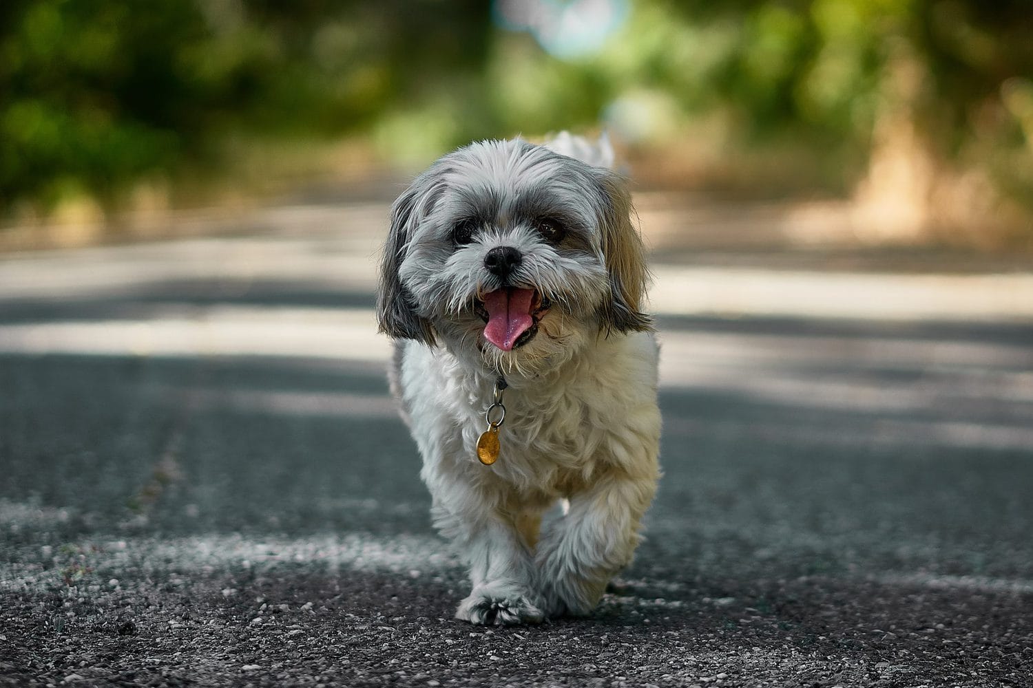 Ultimate List Of The Top 900 Shih Tzu Dog Names Cute Chinese Dog 