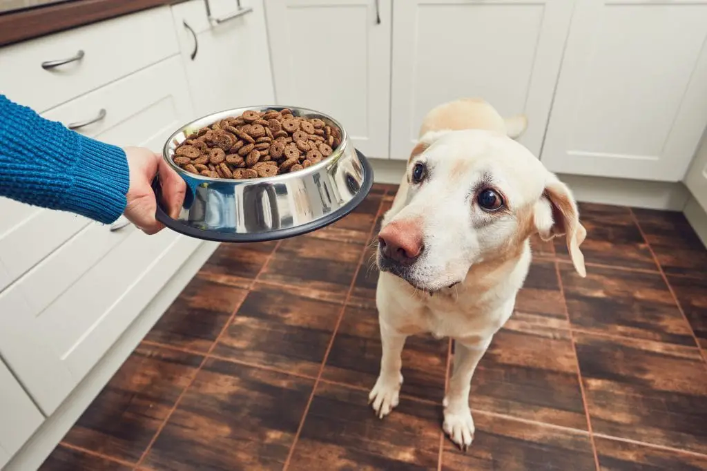 best high calorie dog food