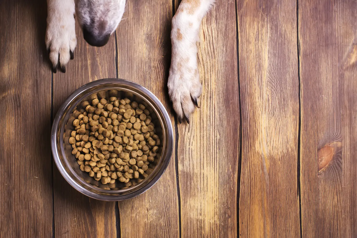 The Best Low Sodium Dog Food for Optimal Heart Health - Reviews and
