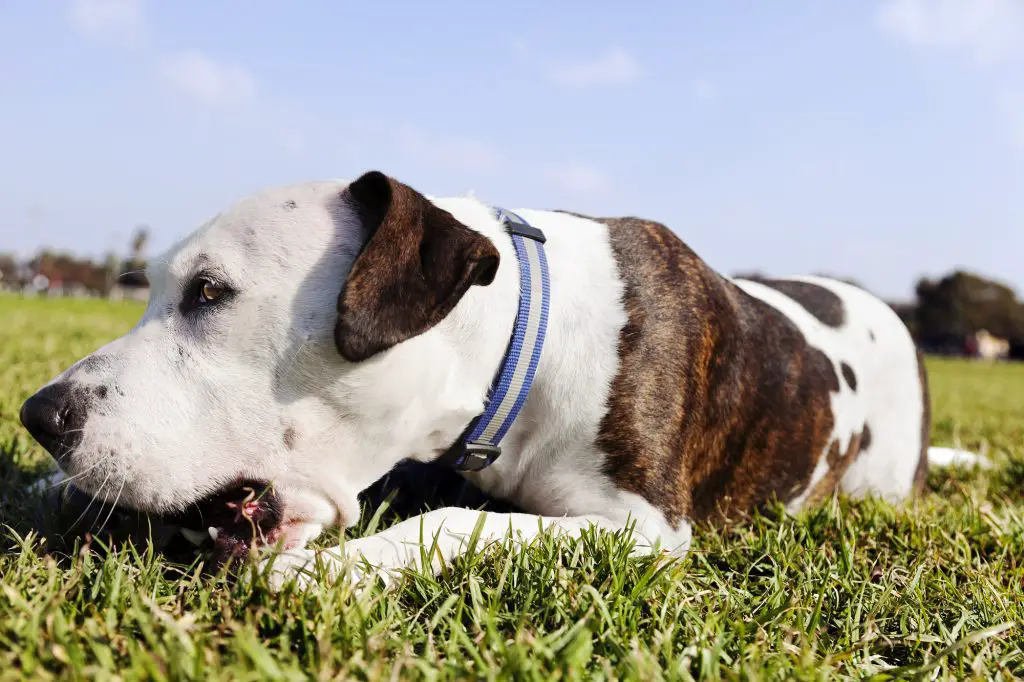 The Best Dog Food for Pitbulls | Reviews and Ratings of ...