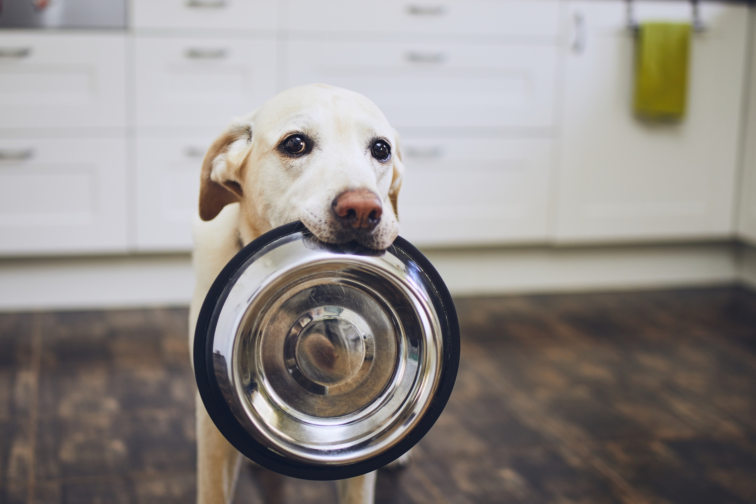 Dog Food with Low Sodium A Comprehensive Guide for Canine Health Dog Food with Low Sodium A Comprehensive Guide for Canine Health