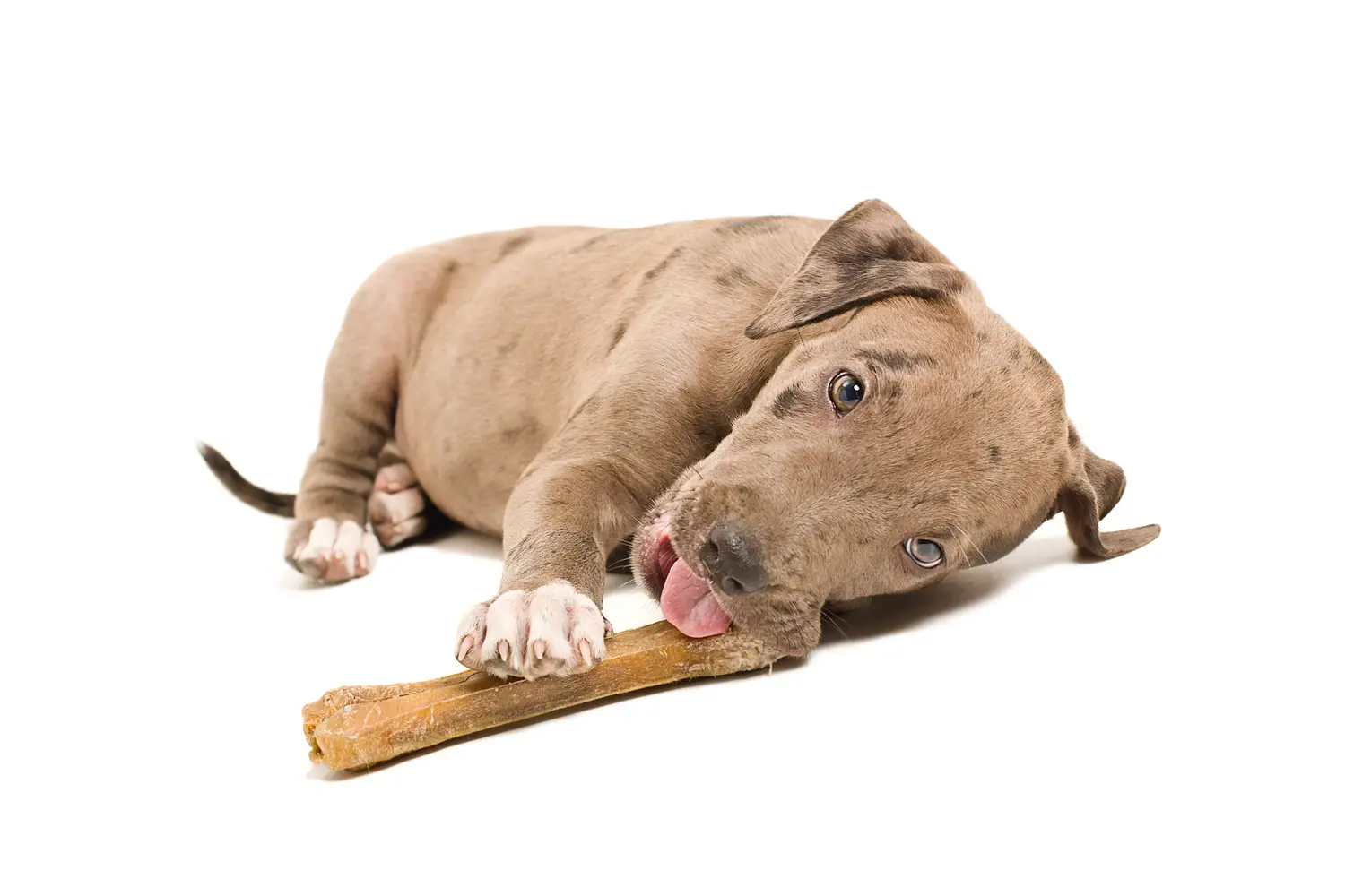 The Best Dog Food for Pitbulls | Reviews and Ratings of the Top Wet and Dry Brands