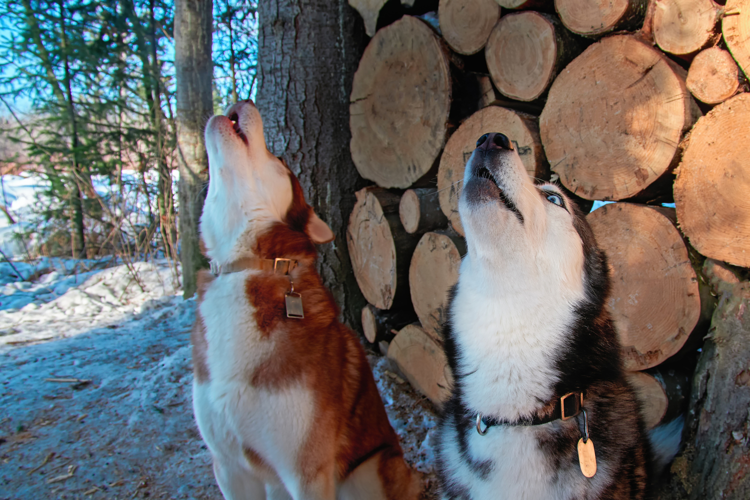 Why do dogs howl the doggypedia