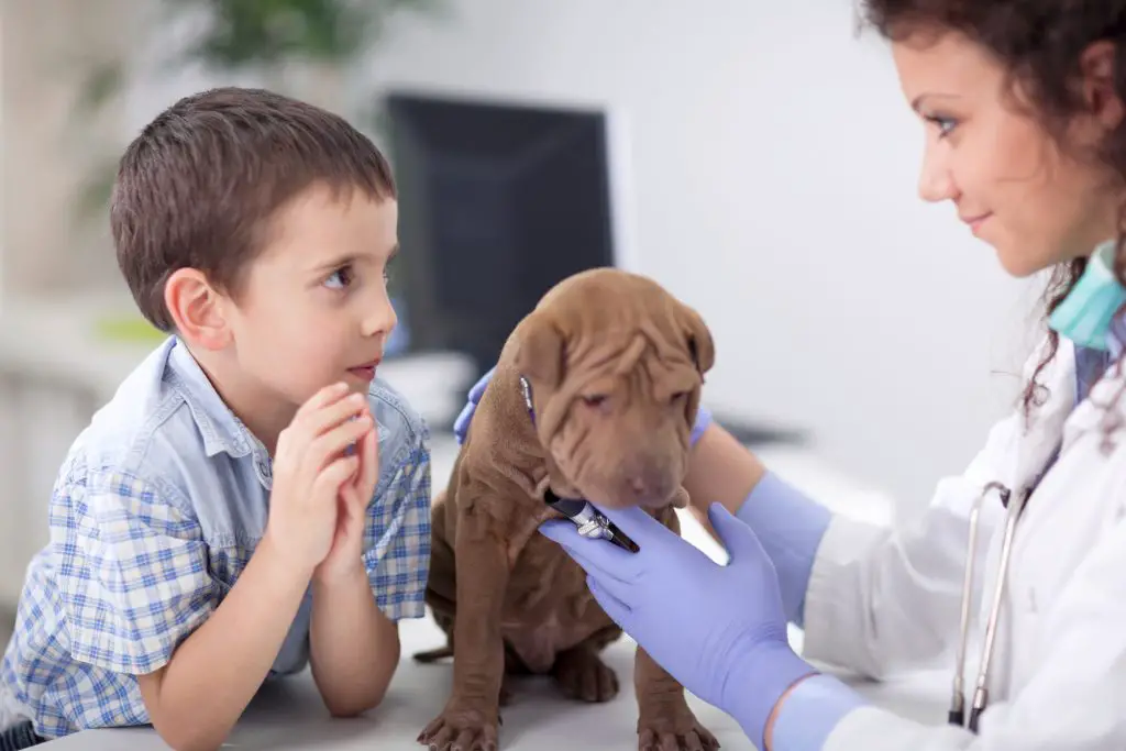 do dogs really need booster vaccinations