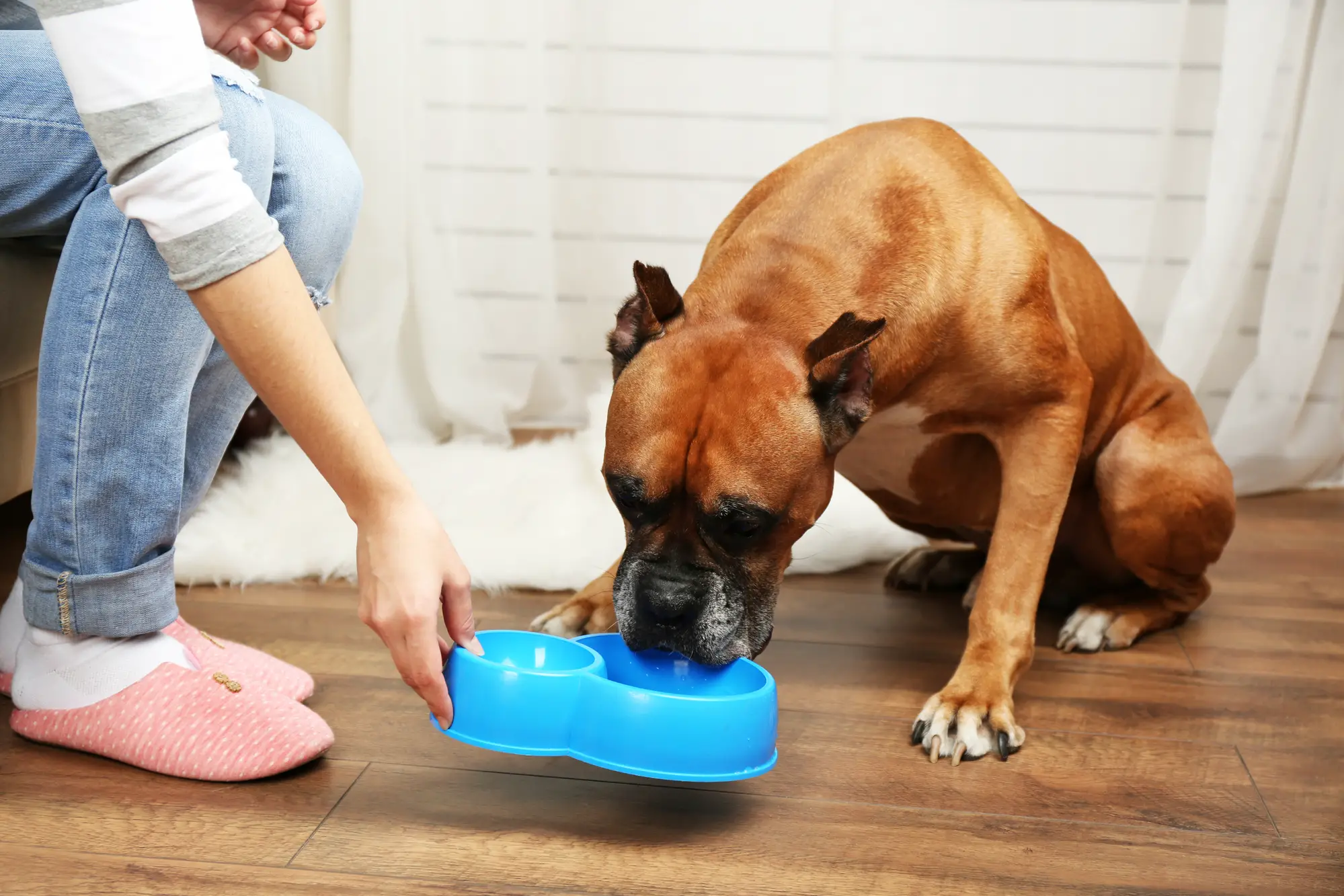 The Best Dog Food for Boxers Reviews and Ratings of the