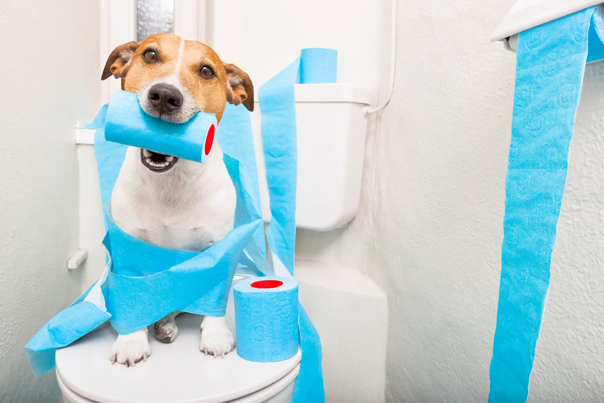 Puppy Potty Training Tips How To Quickly House Train A Dog
