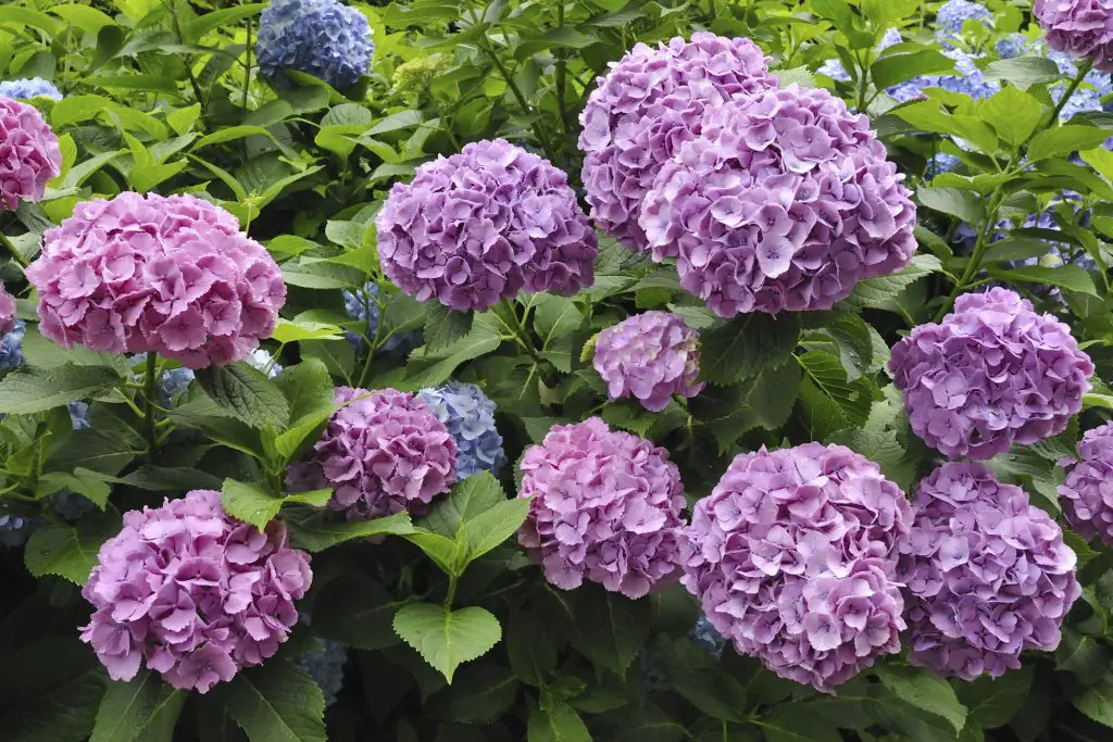 Hydrangea plants best sale and dogs