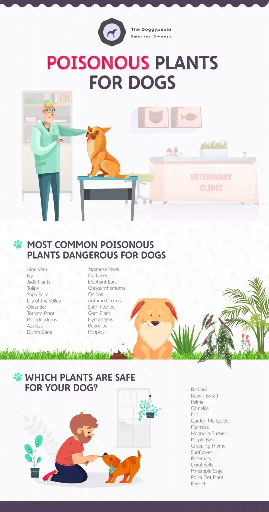 Poisonous Plants For Dogs: Save Your Dog's Life & Get Rid Of These Now